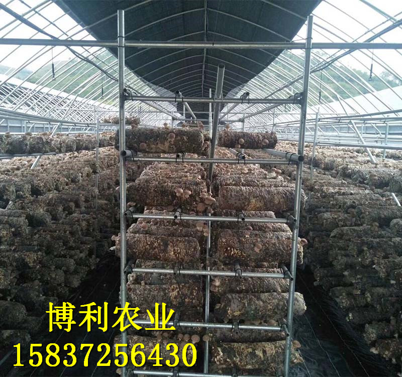 菌类大棚14