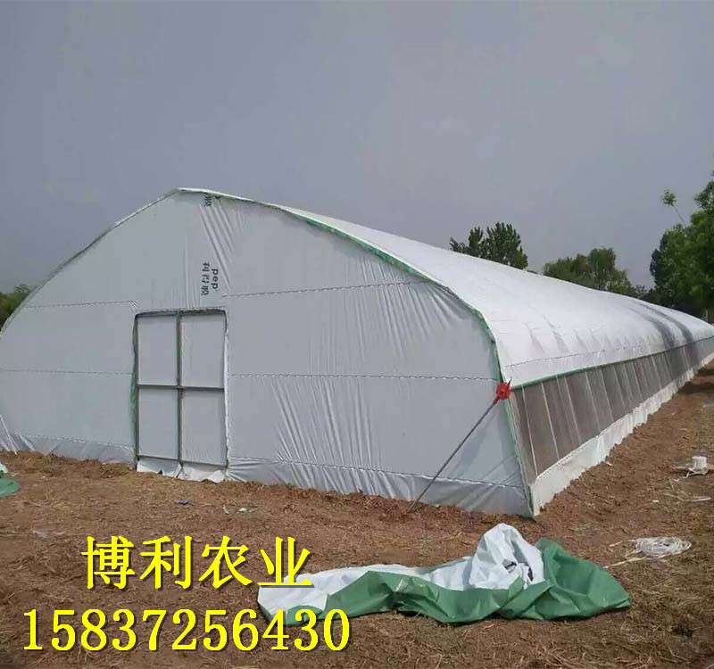 菌类大棚15